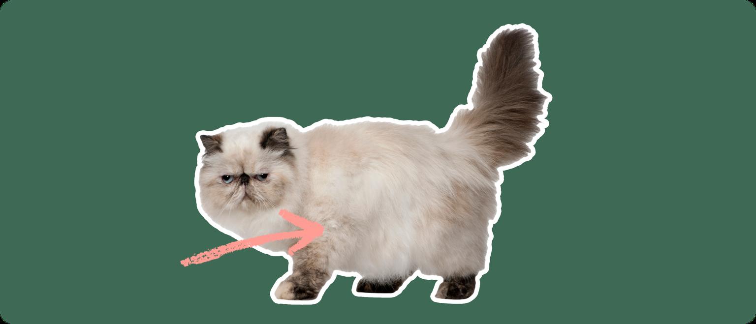 Persian