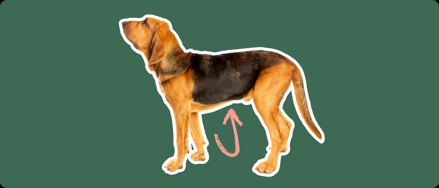 The sideview of a Bloodhound dog cut out with a white outline, with a pink arrow pointing to it's belly, on a solid green background