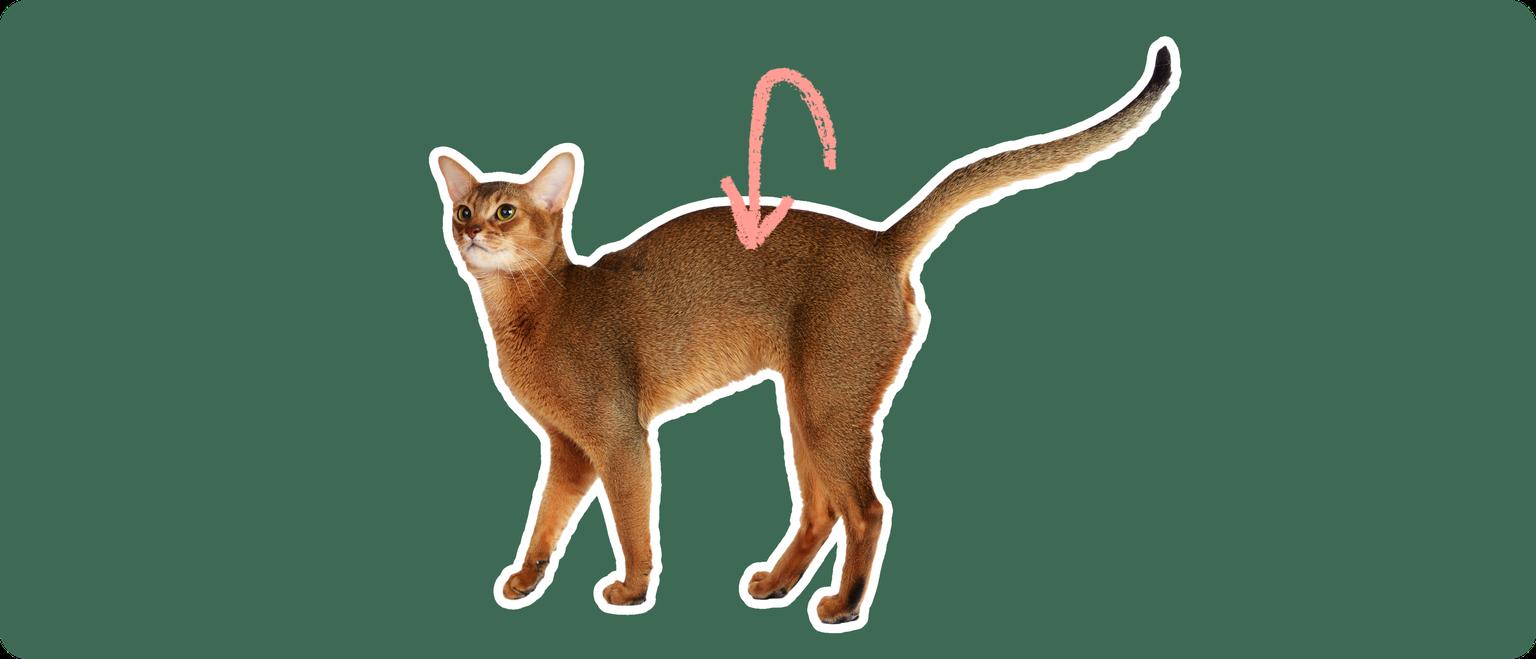 An orange-brownAbyssinian cat on a green background with a pink arrow pointing to it's back