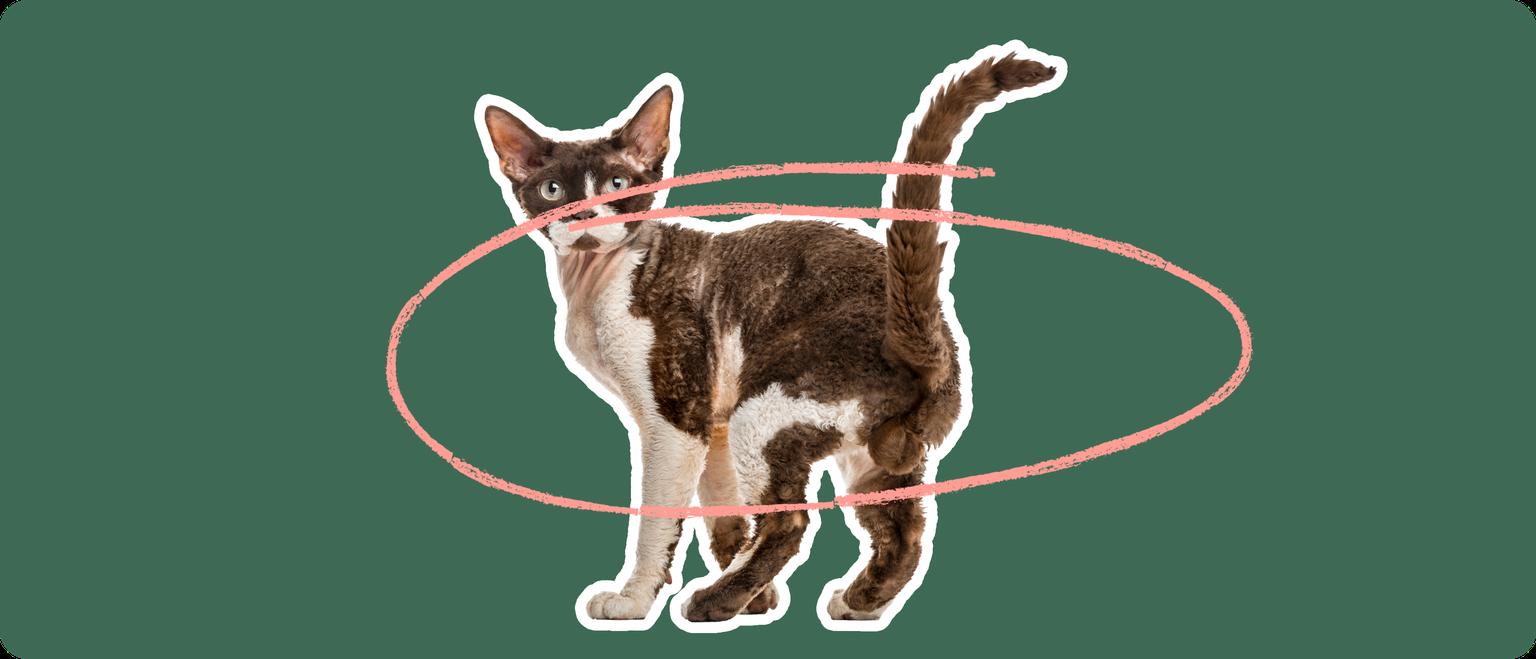 A brown and white devon rex cat, cut out with a white outline, with a pink circle around it's body, on a solid green background