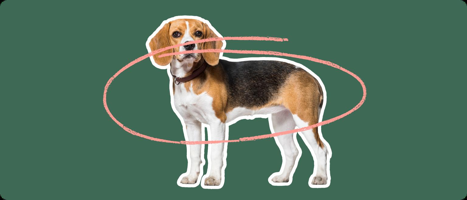 A brown and white Beagle with a pink circle to indicate obesity