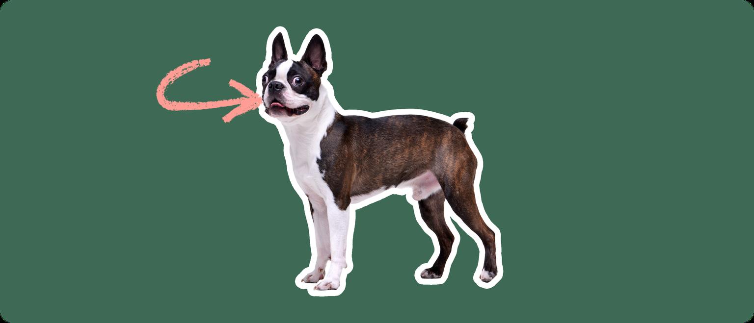 Boston Terrier