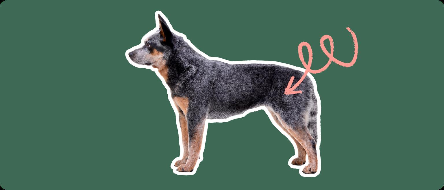 Australian Cattle Dog with a pink arrow drawn to its hip