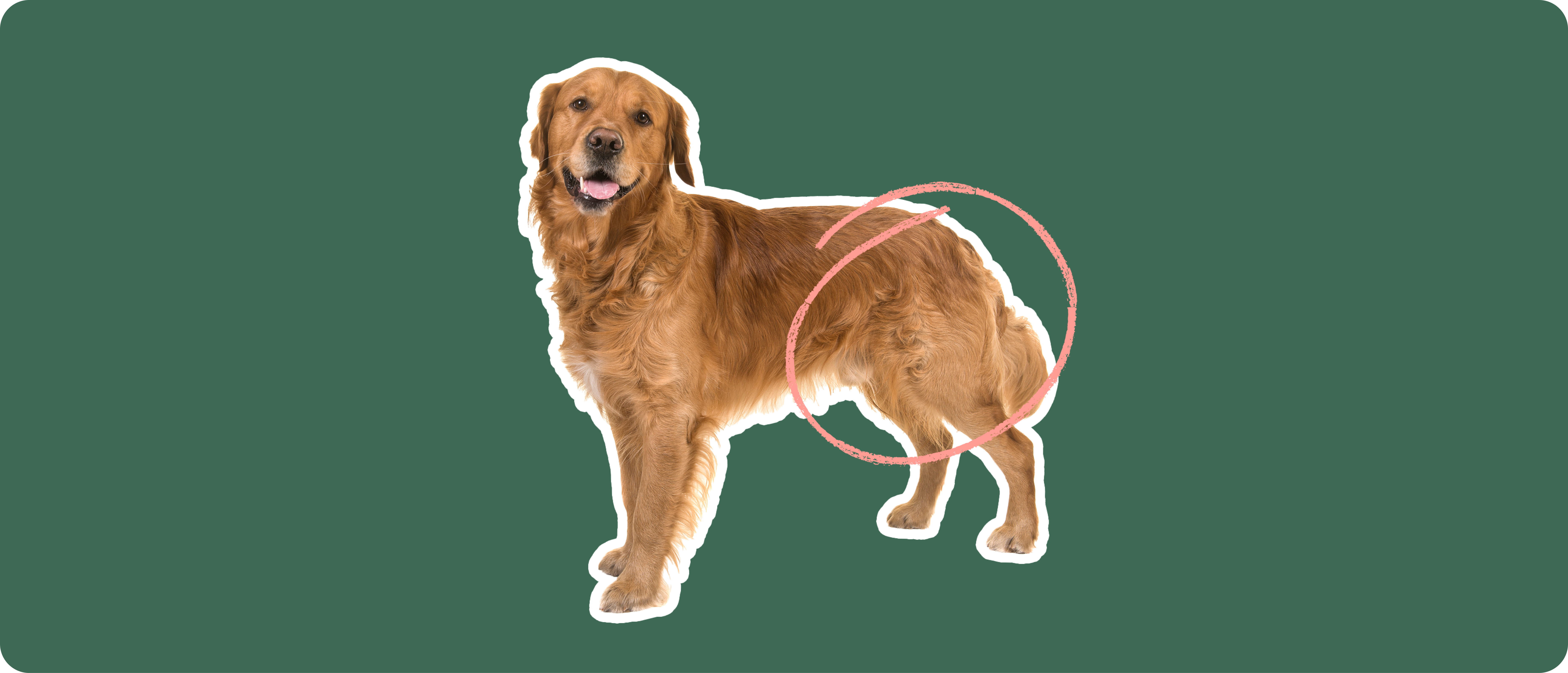 Golden Retriever Dog Insurance Get a Quote ManyPets