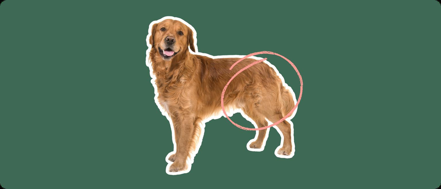 golden retriever