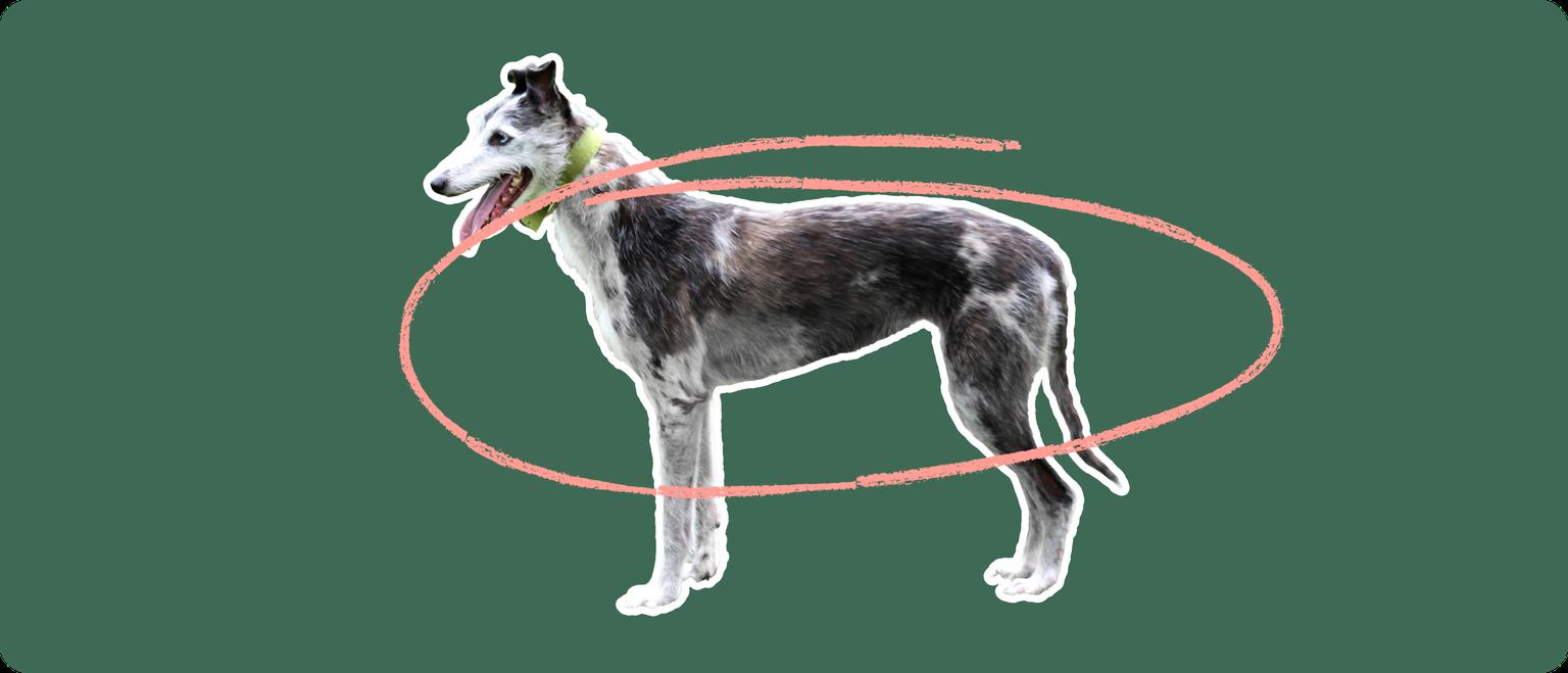 A Lurcher dog cut out with white outline on a green background with a pink circle around it's body