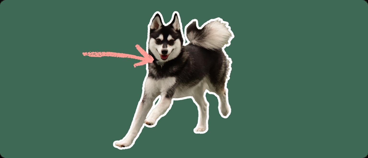 An Alaskan Klee Kai dog on a green background with a pink arrow pointing to it's neck