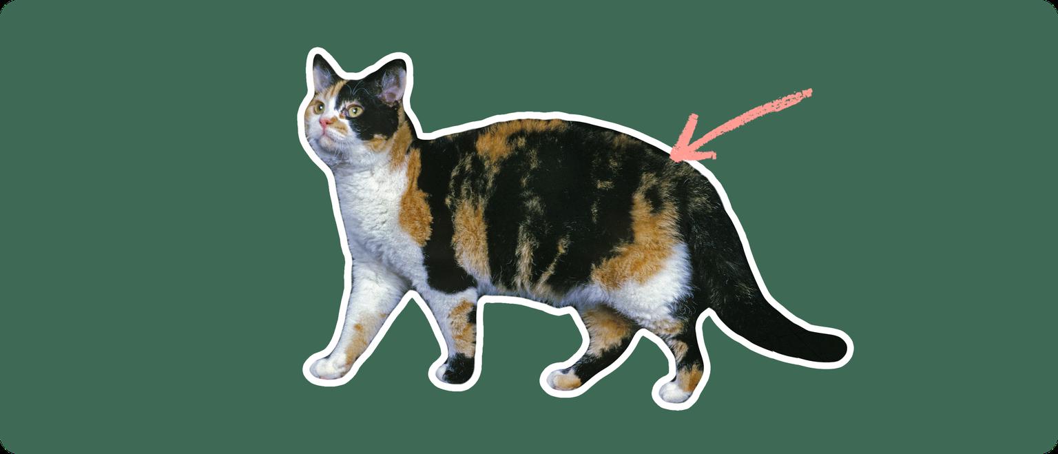 ut out with a white outline, with a pink arrow pointing to it's back, on a solid green background
