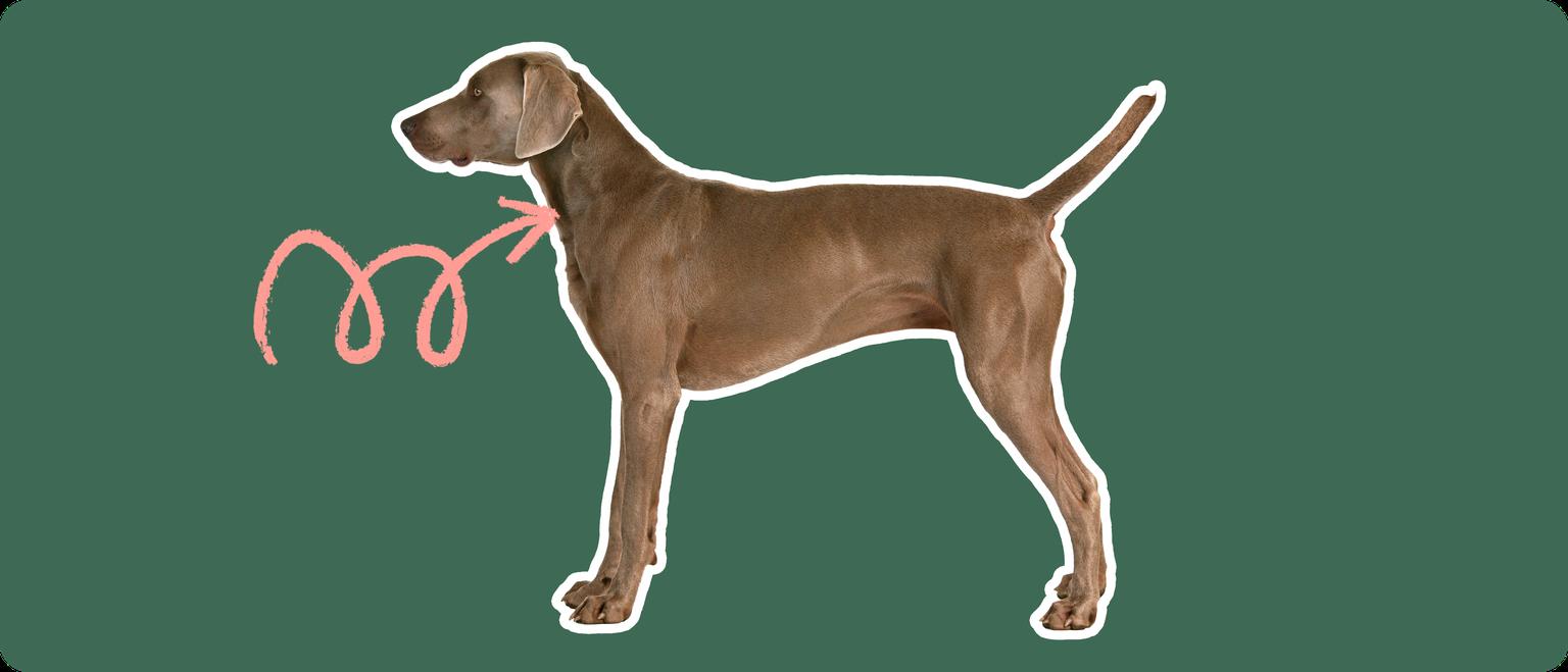 Image of a brown Weimaramer with a pink arrow drawn to its neck