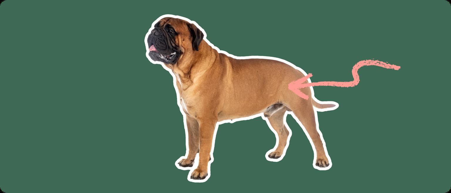 a Bullmastiff cut out with white outline on a green background with a pink arrow pointing toward it's back hip
