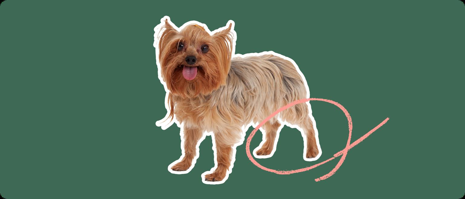 Porkie dog with a pink arrow drawn to its hip