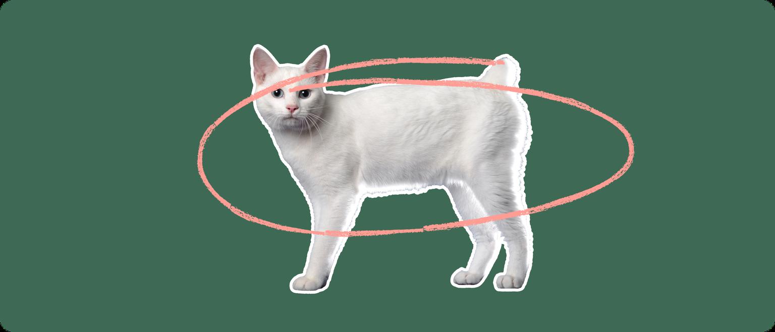 A white Japanese Bobtail cat cut out with a white outline, with a pink circle around it's body, on a solid green background