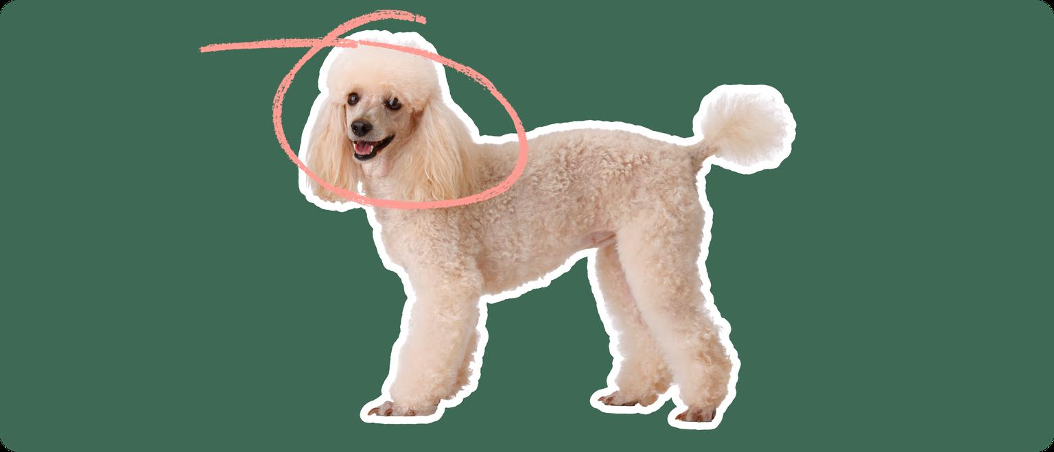 Image of a white poodle with a pink arrow drawn over its head