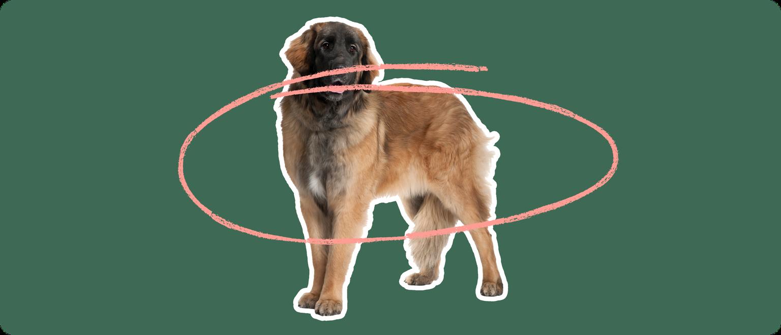 Leonberger dog with a pink circle drawn around its body