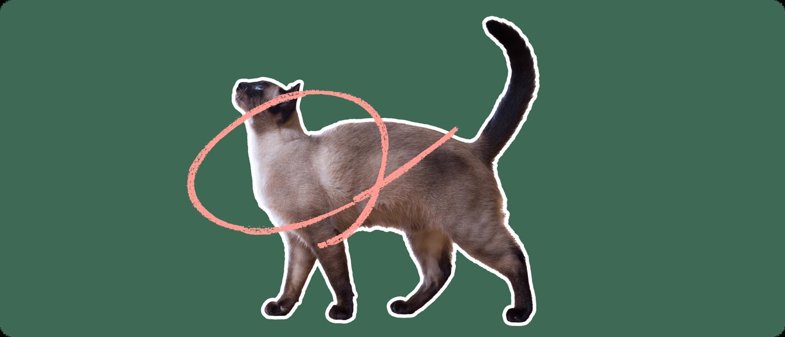 Siamese