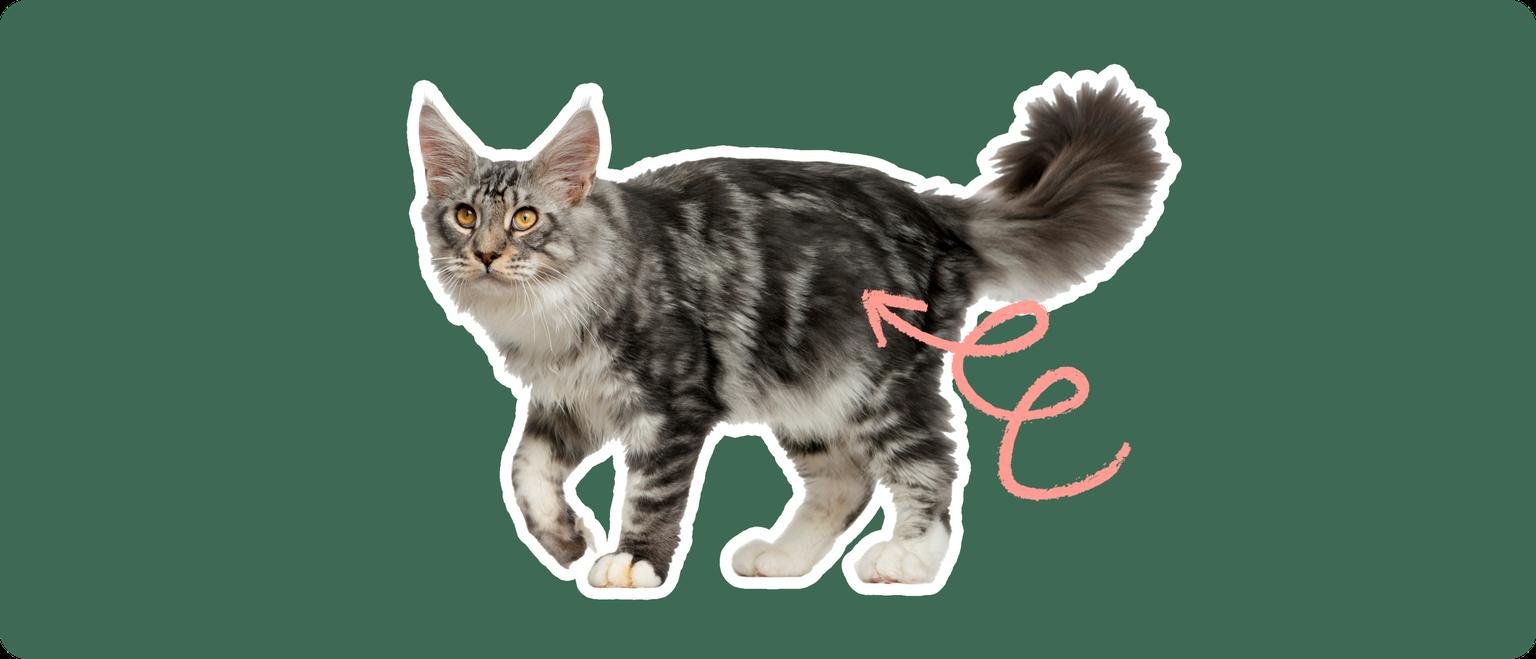 A Maine Coon cat with a pink circular highlight over the hip area, likely emphasizing the hip joint for discussions around hip dysplasia in the breed.