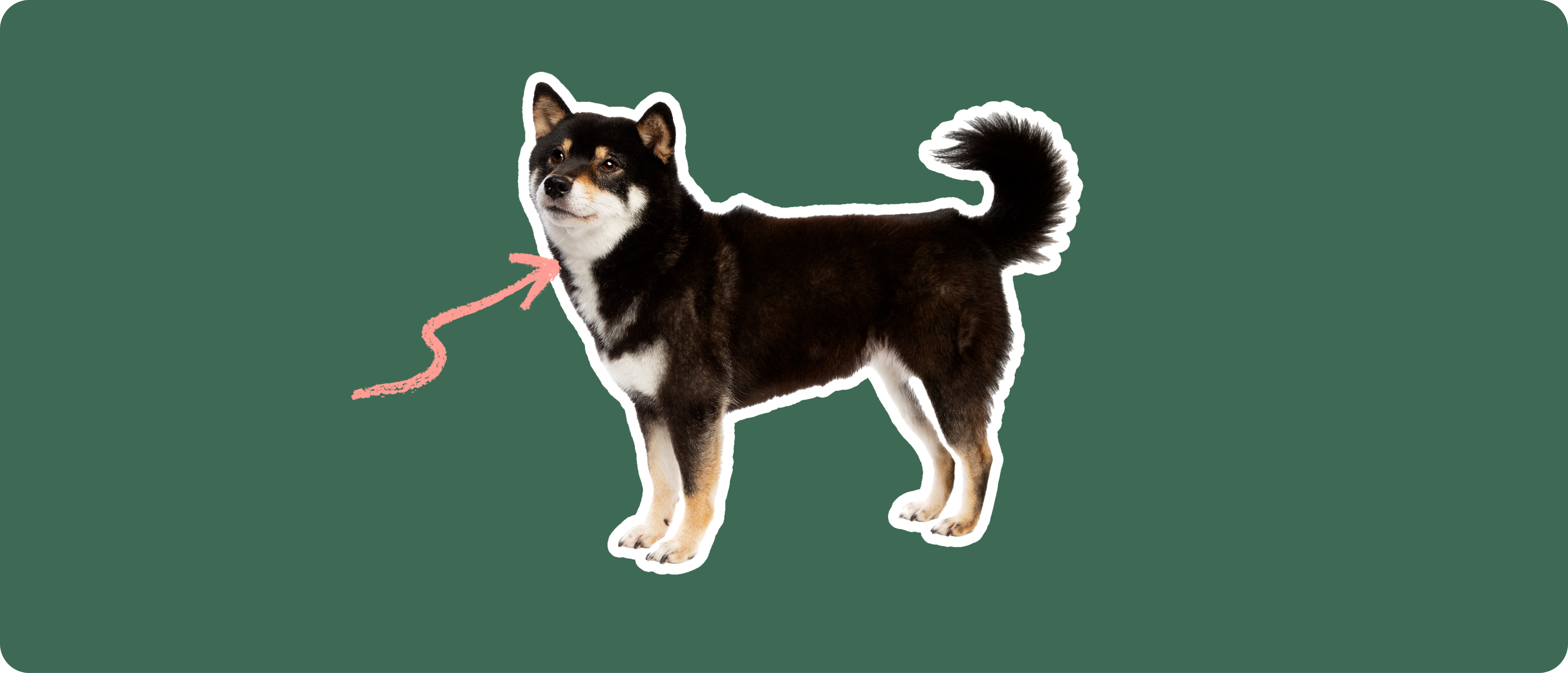 Shiba Inu Dog Insurance Get a Quote ManyPets