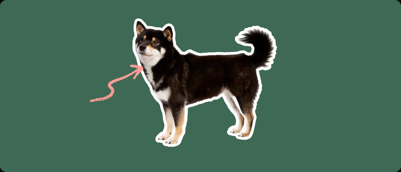 Shiba Inu