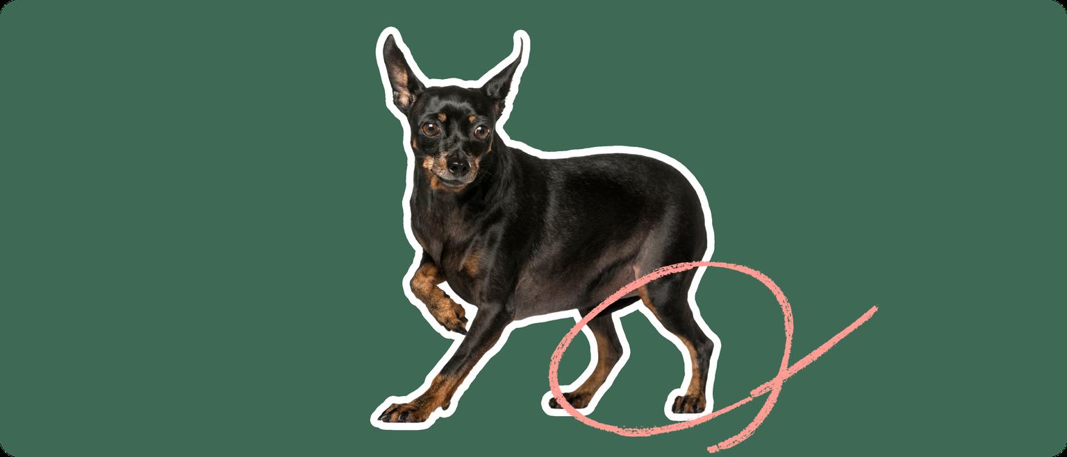 Miniature Pinscher with a pink circle drawn around its knee