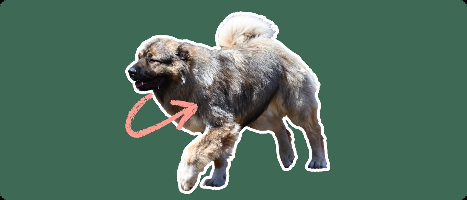 Caucasian Shepherd with a pink arrow drawn to its chest