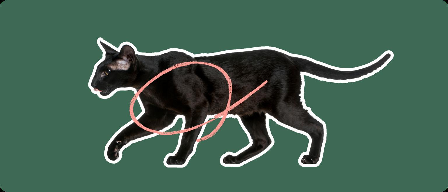 A black Oriental Shorthair cat on a green background with a pink circle on the front half of it's body