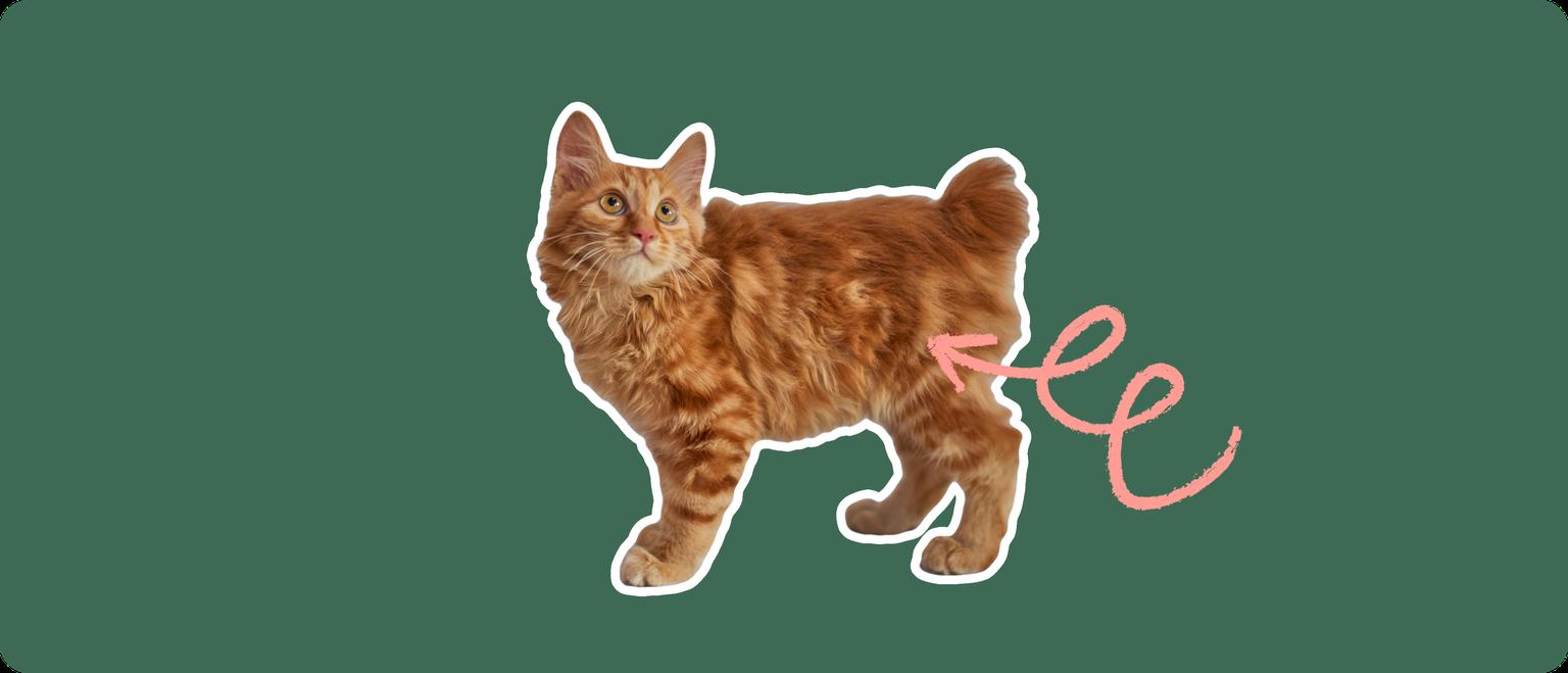 An orange american bobtail cat cut out with a white outline, with a pink arrow pointing to it's back hip, on a solid green background