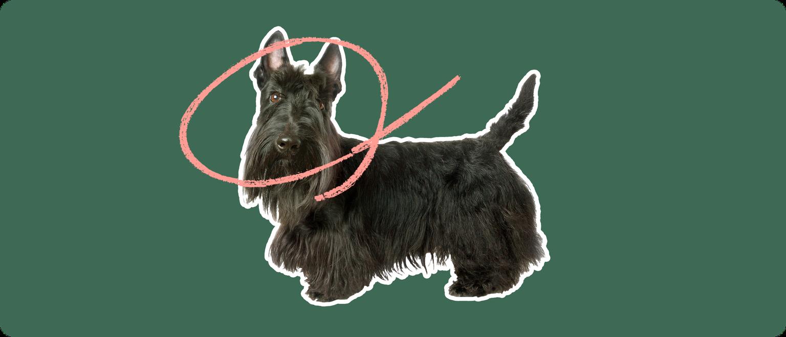 A Scottish Terrier cut out with a white outline, with a pink circle around it's head, on a solid green background