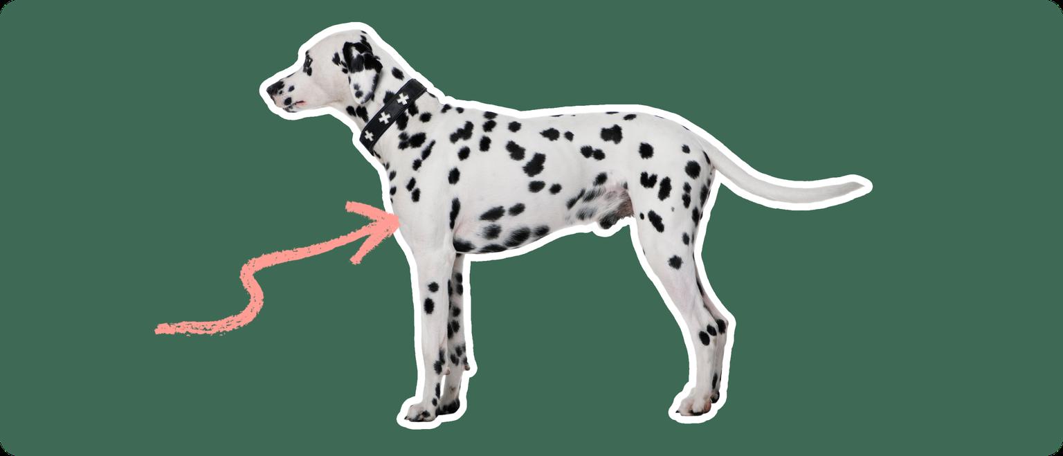 Image of a black-and-white Dalmatian with a pink arrow pointed at its chest