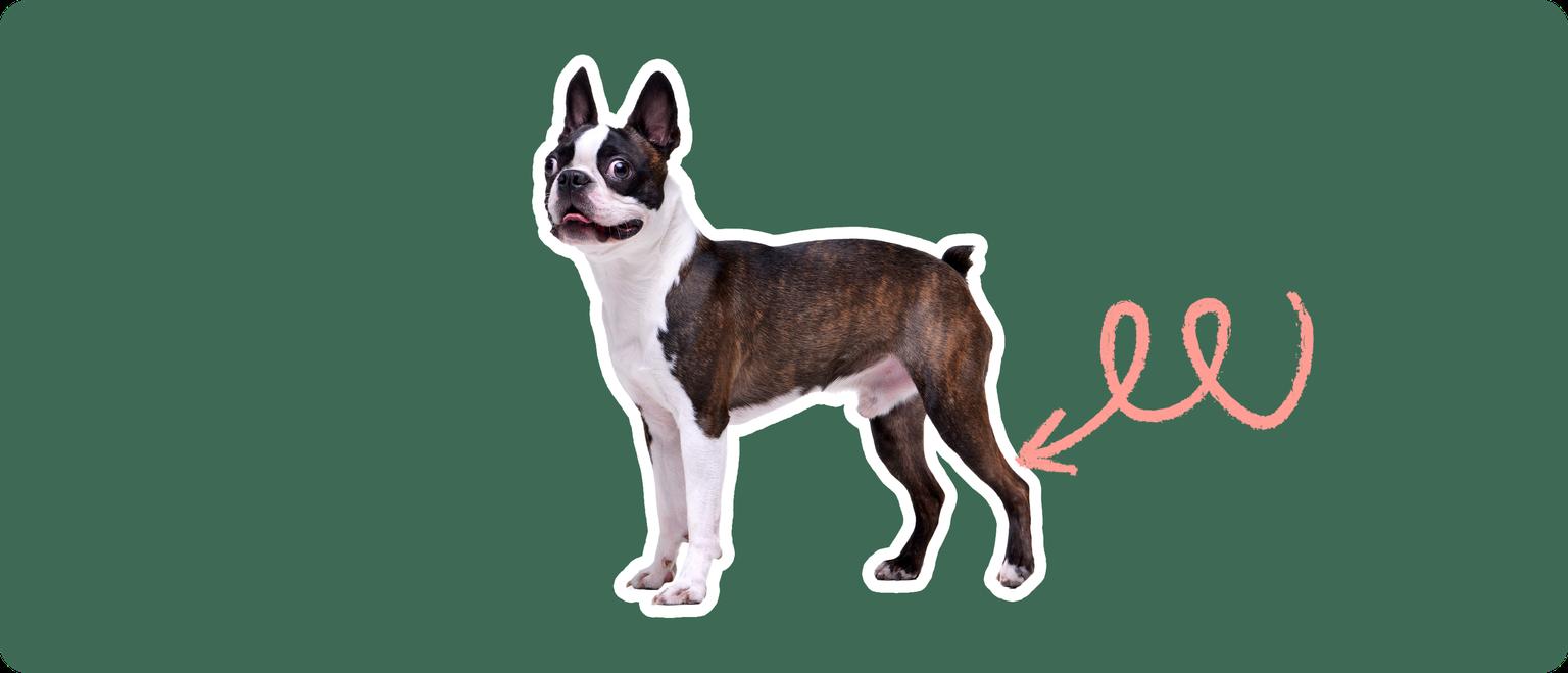Boston Terrier