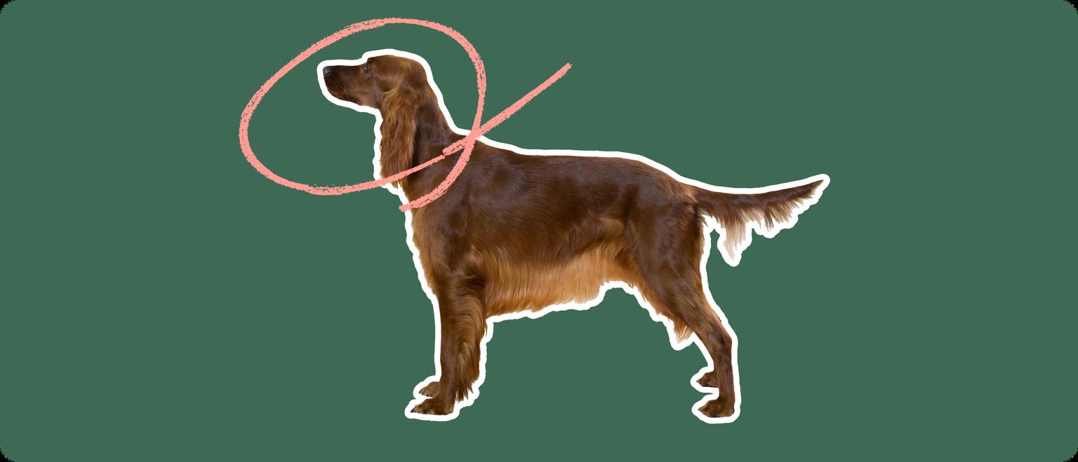 The sideview of an Irish setter dog standing, cut out with a white outline, with a pink circle around it's head, on a solid green background