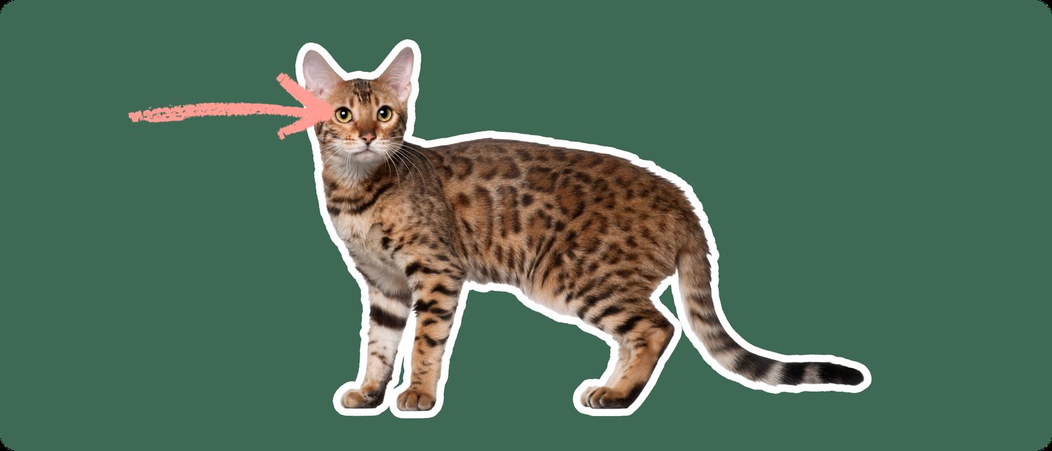 An alert Bengal cat with a distinctive leopard-like spotted coat stares directly ahead. A pink arrow points to its clear, bright eyes against a deep green background, indicating a focus on eye disorders common in the breed.