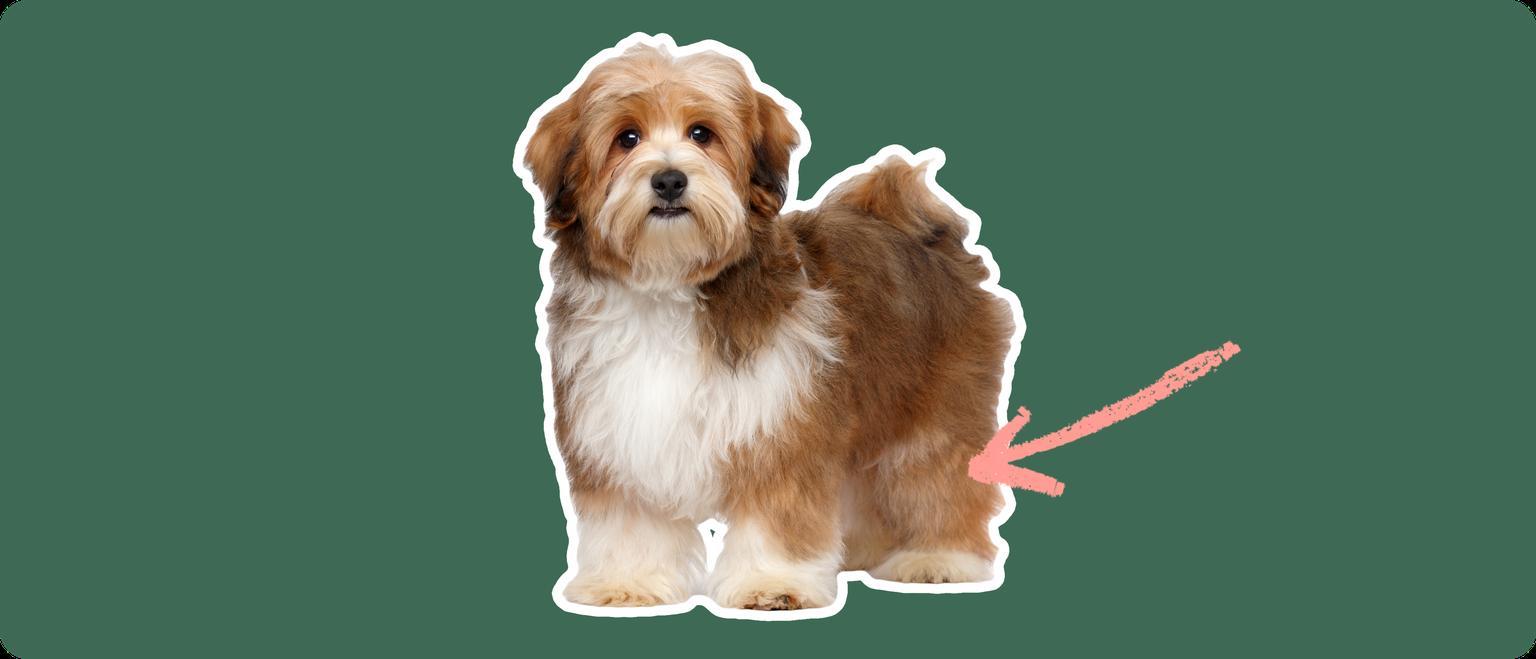 Brown Havanese with a pink arrow drawn to its knee