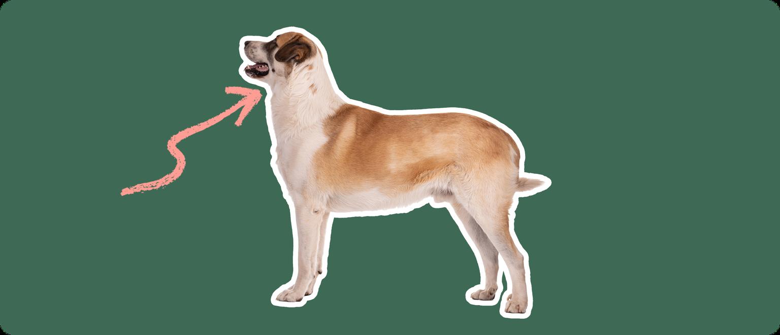 A Great Pyrenees cut out with a white outline, with a pink arrow pointing to it's neck, on a solid green background