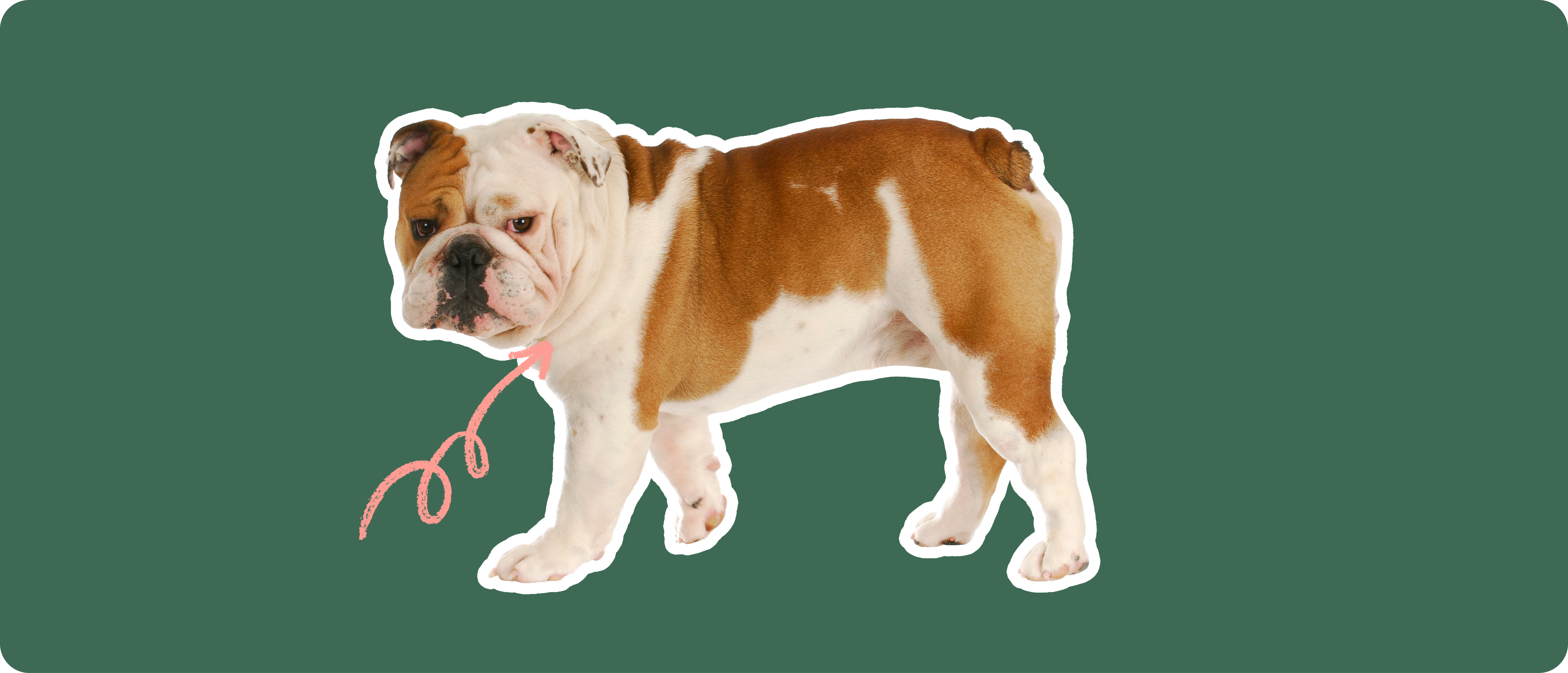 Bulldog Insurance Get a quote ManyPets
