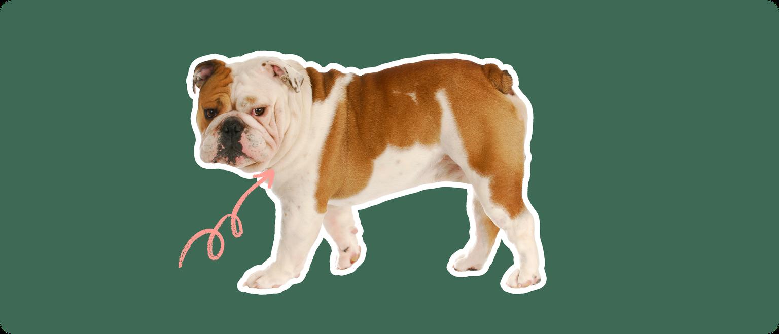 English bulldog