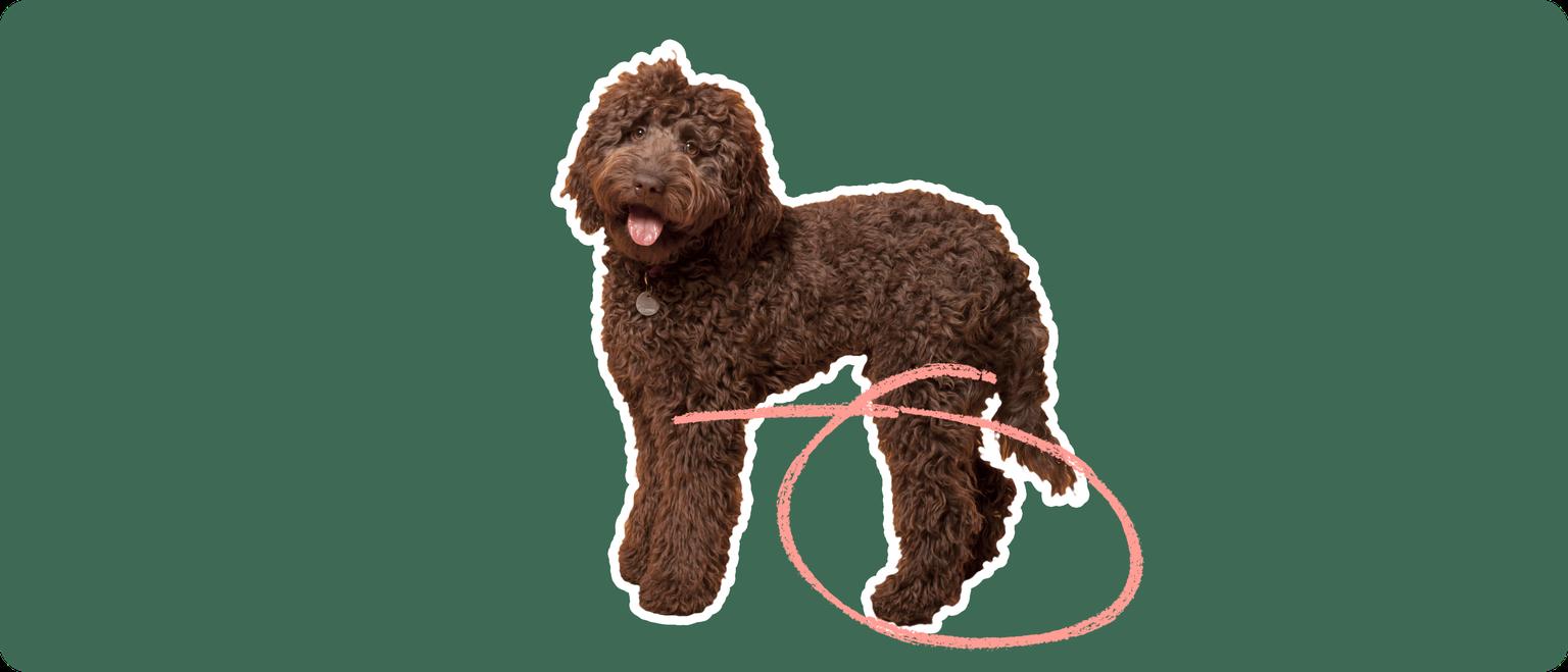 Labradoodle