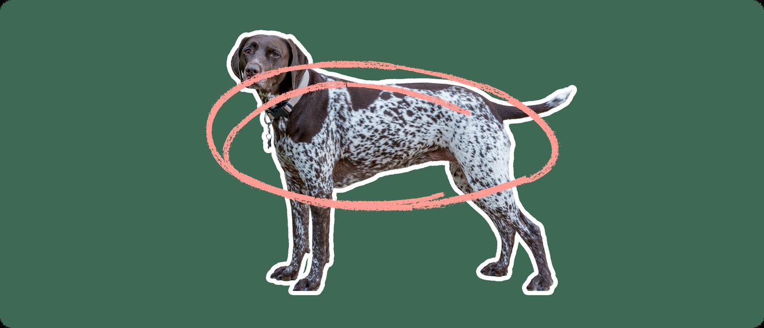 German shorthair pointer