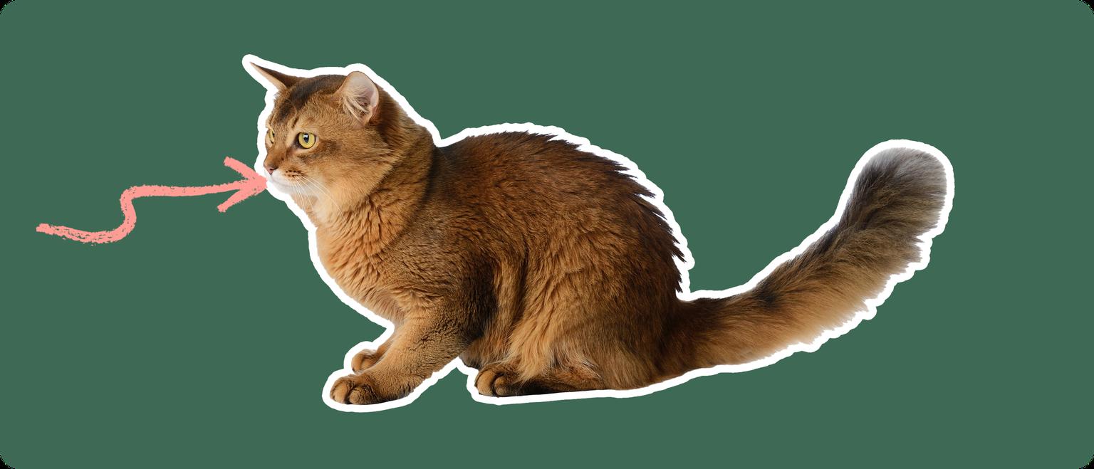 A sideview of a Somali cat cut out with a white outline, with a pink arrow pointing to it's mouth, on a solid green background