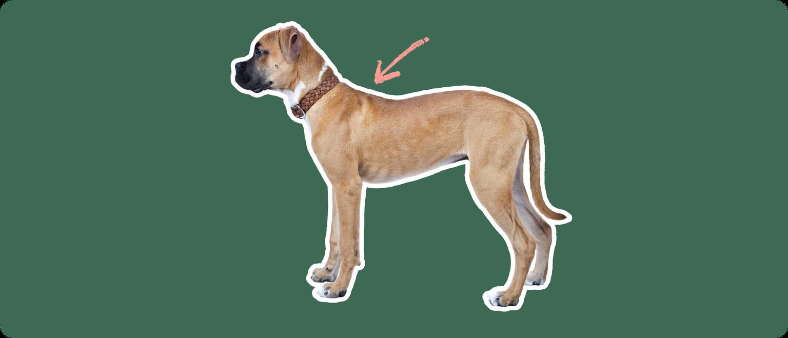 Boxer