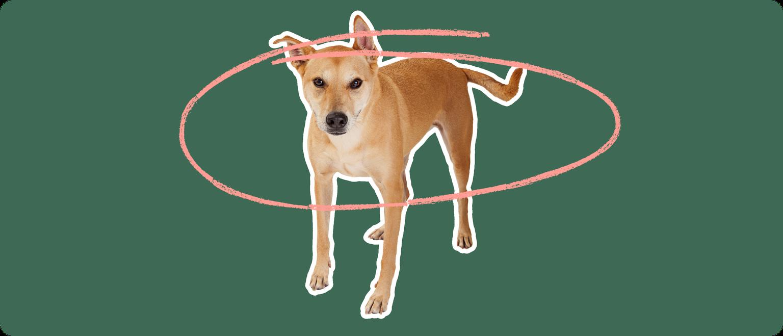 Carolina Dog with a pink circle drawn around its body
