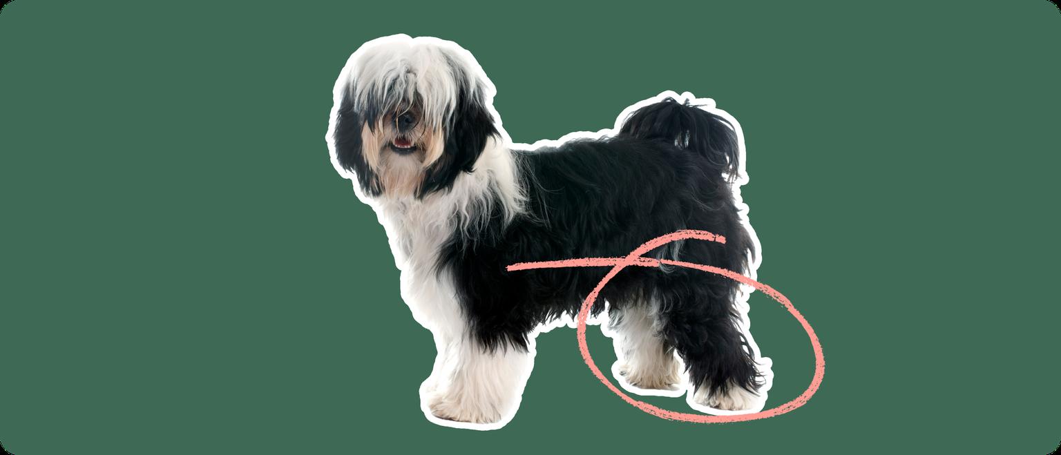Tibetan Terrier with a pink arrow drawn around its knee