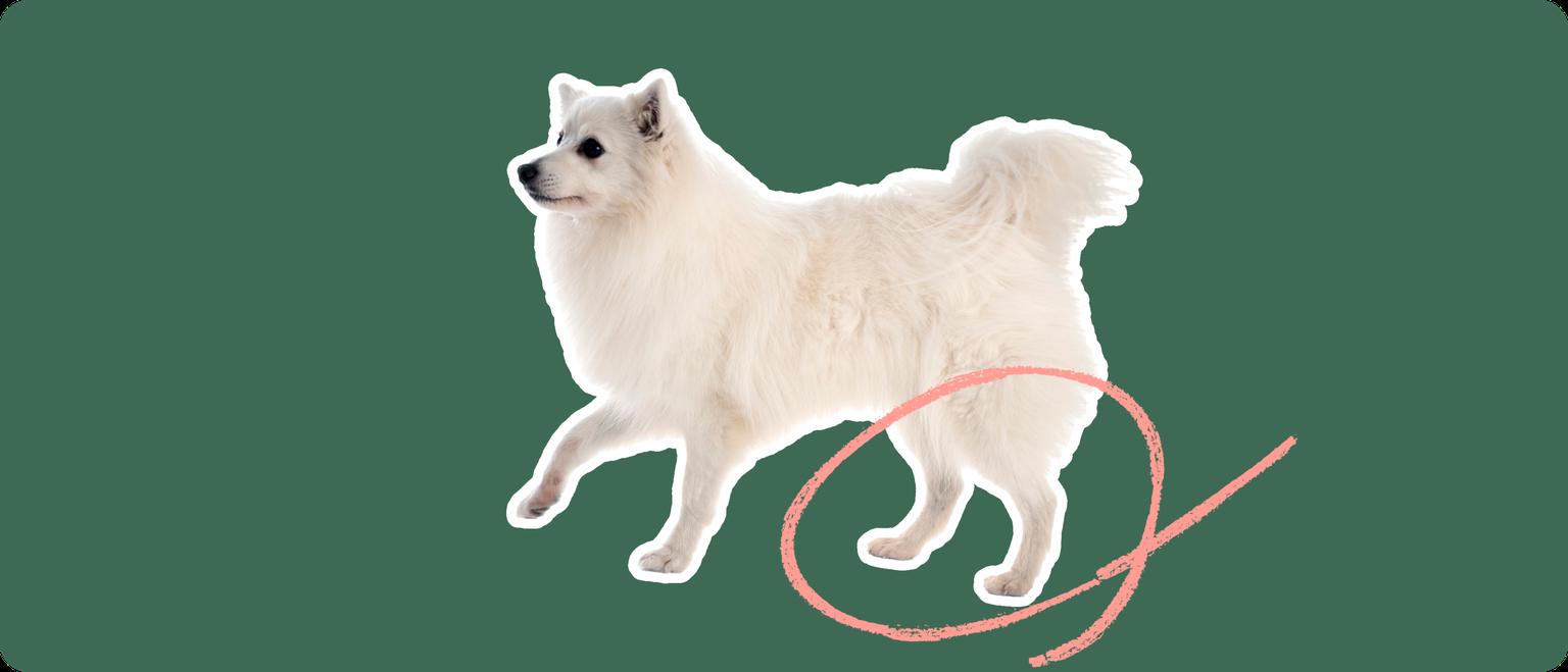 The sideview of a fluffy white American Eskimo dog cut out with a white outline, with a pink circle around it's back legs, on a solid green background