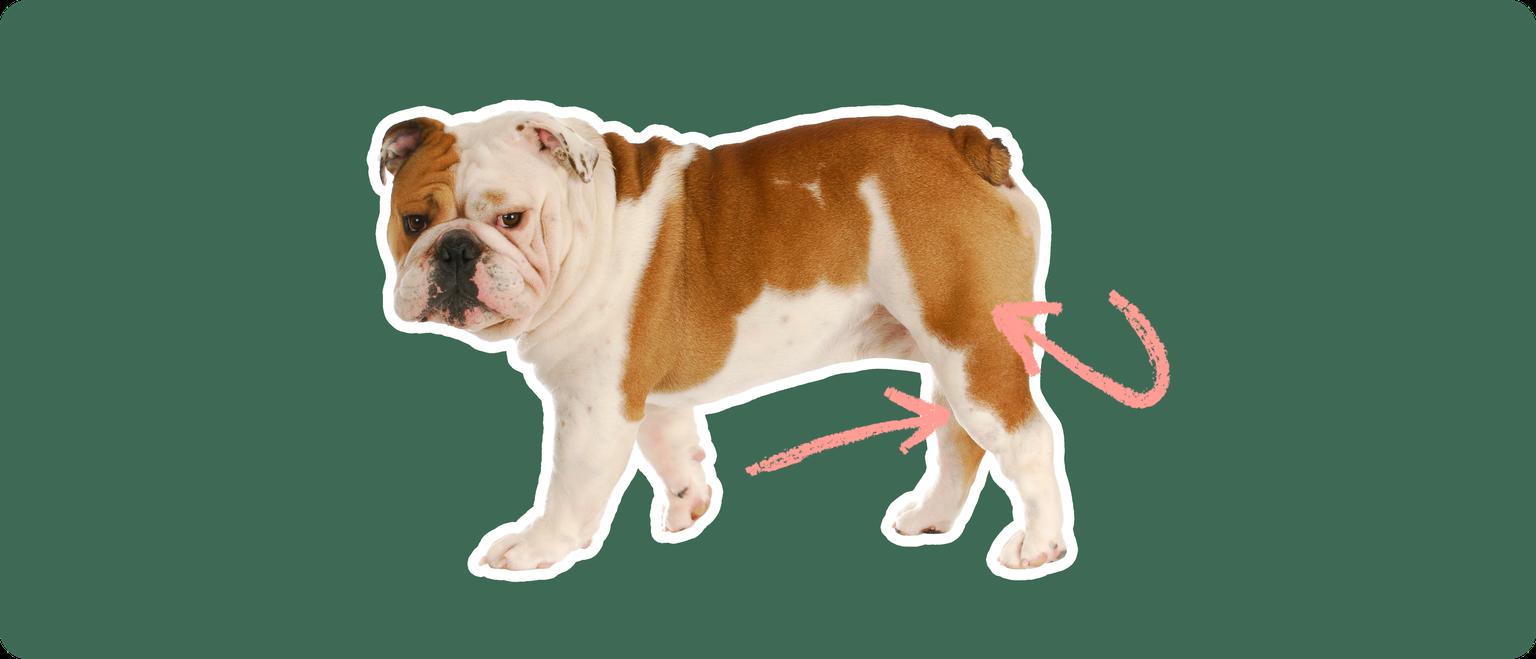 English bulldog
