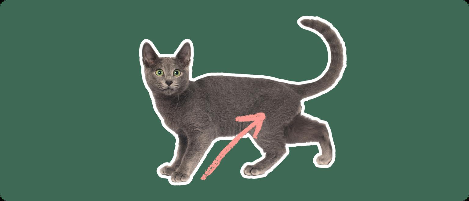 Russian Blue