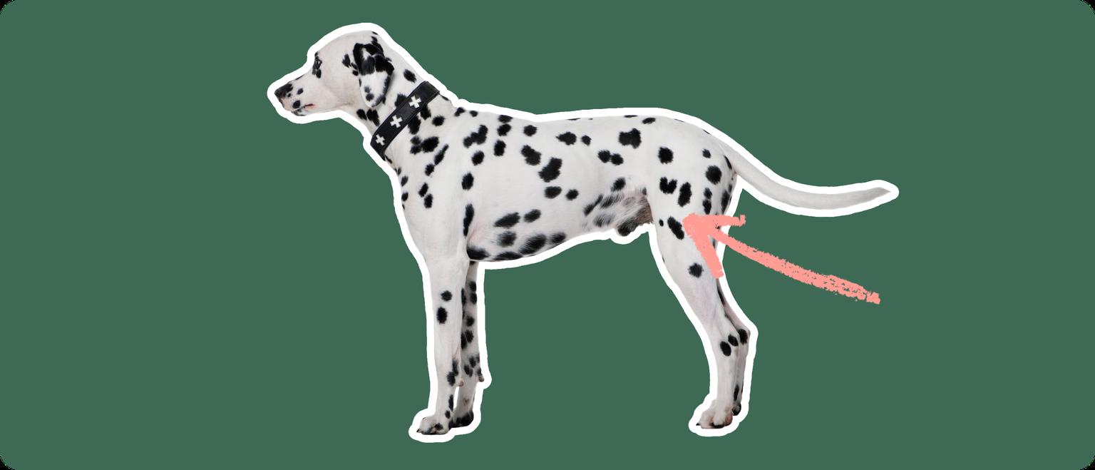 Image of a black-and-white Dalmatian with a pink arrow drawn to its hip
