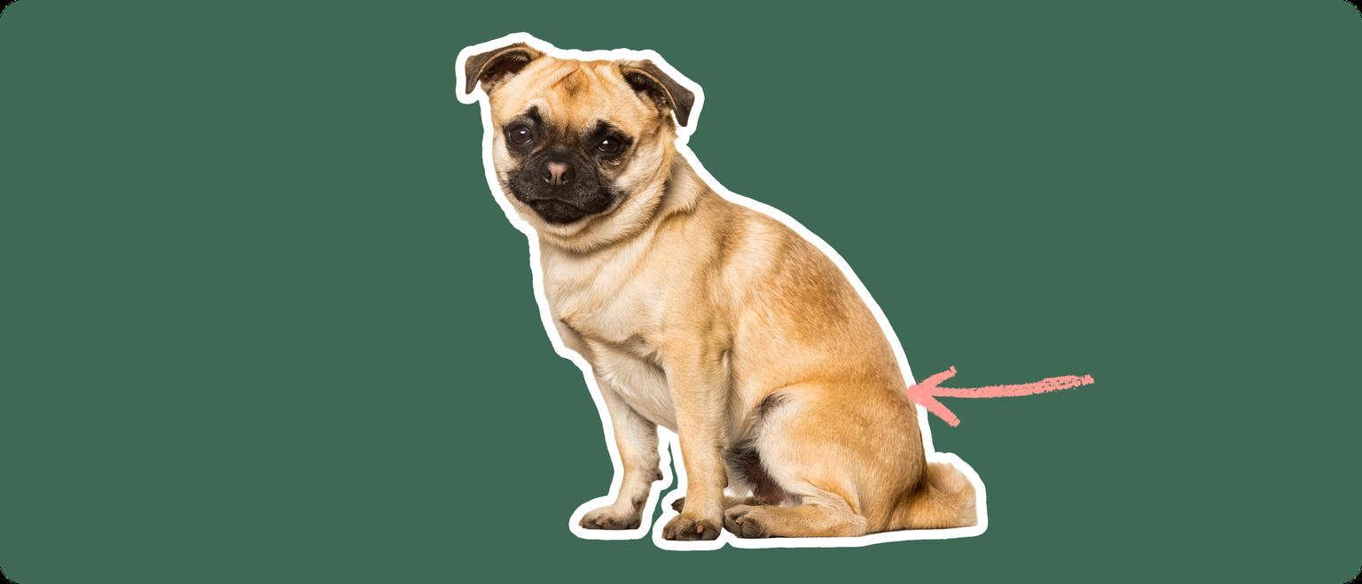 Chug breed dog with a pink arrow drawn to its hip