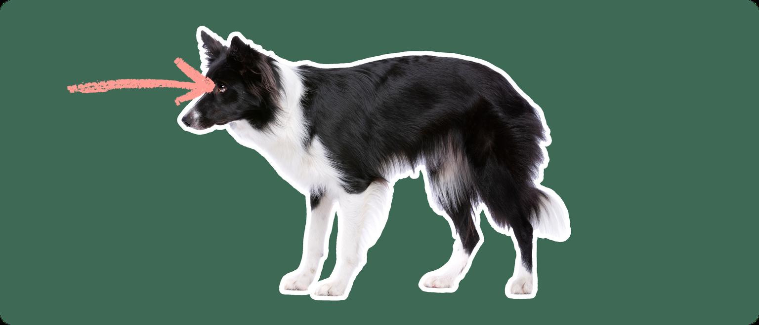 Image of a black-and-white Border Collie with a pink arrow drawn to its eye
