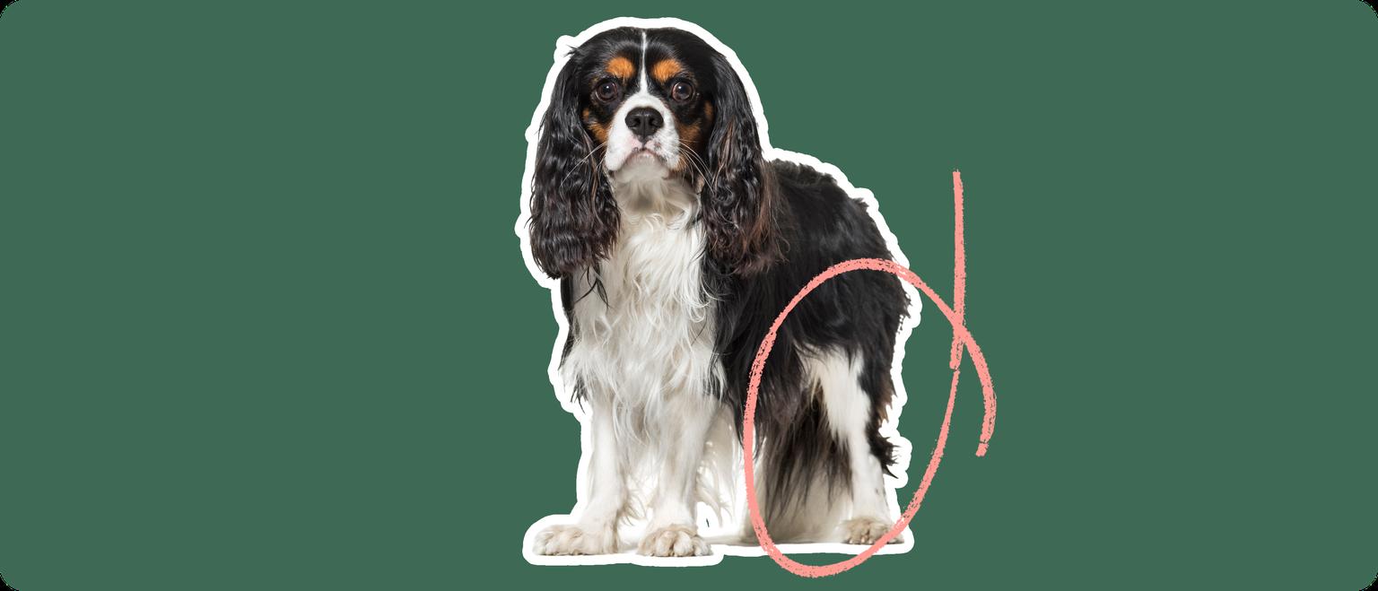 Image of a black-and-brown cvalier king charles spaniel with a pink circle drawn over its knee
