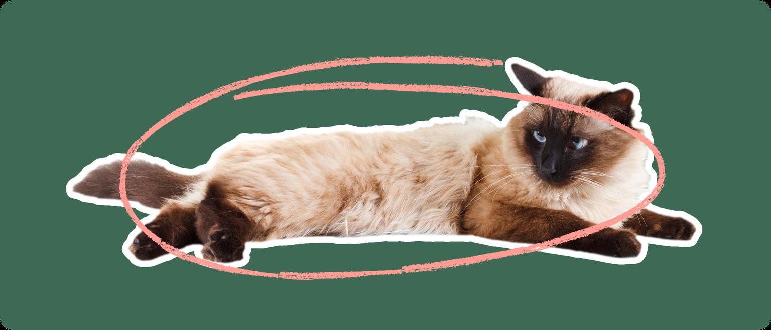 A Balinese cat lying down, cut out with a white outline, with a pink circle around it's body, on a solid green background.