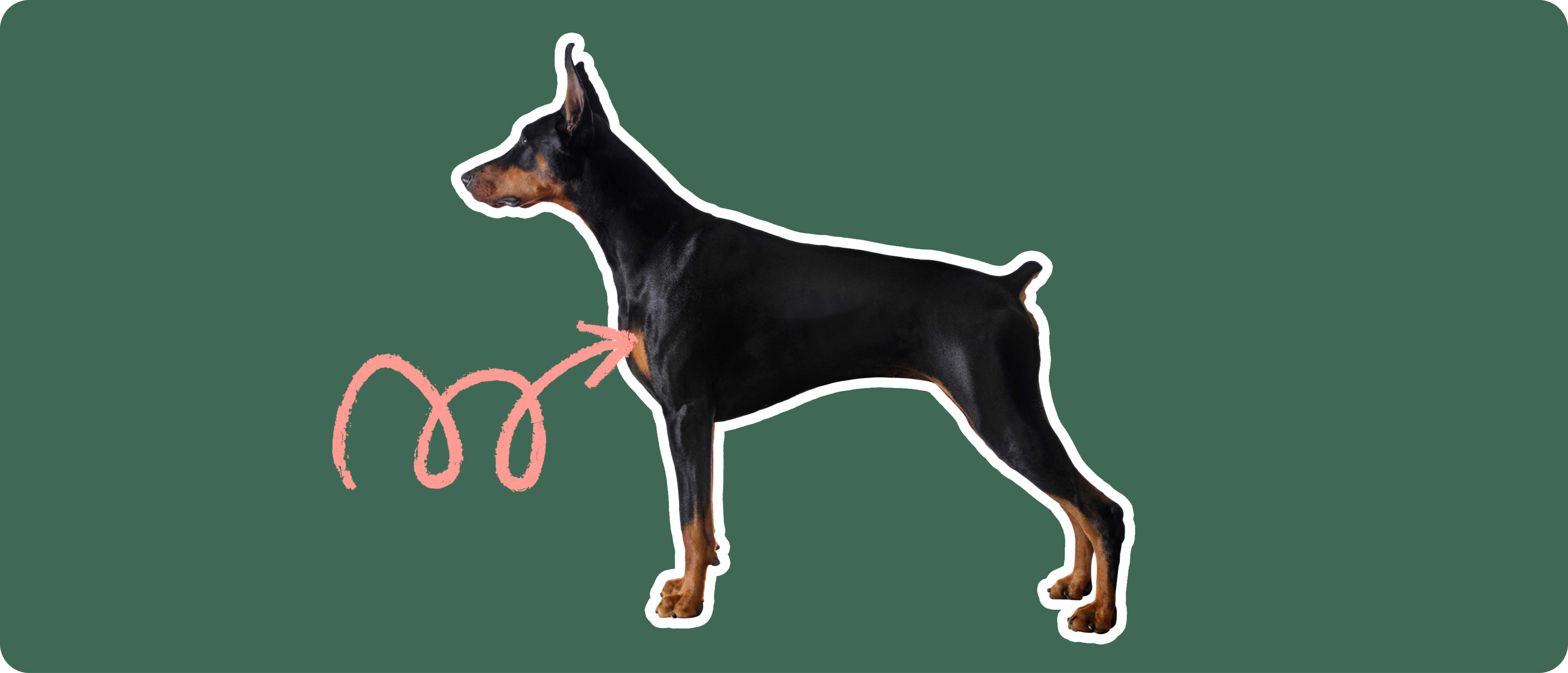 Doberman Pinscher insurance ManyPets